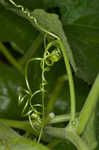 Field pumpkin